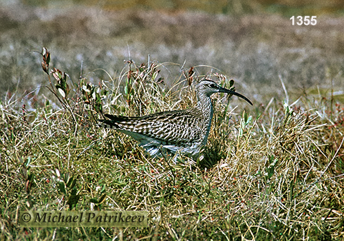 Whimbrel (Numenius phaeopus)